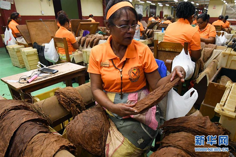 （國際&middot;圖文互動）（6）古巴優(yōu)質手卷雪茄誕生記&mdash;&mdash;訪古巴最大雪茄廠