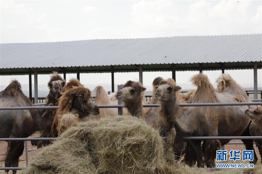 (國際·圖文互動(dòng))(1)從“先遣隊(duì)”到“正規(guī)軍”——哈薩克斯坦駱駝奶粉入華記
