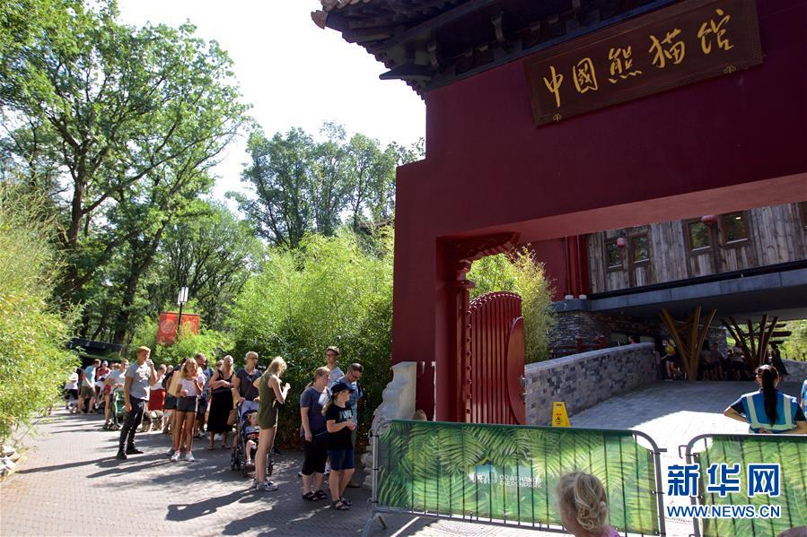 （國際&middot;圖文互動(dòng)）（2）旅荷大熊貓寶寶取名&ldquo;梵星&rdquo;