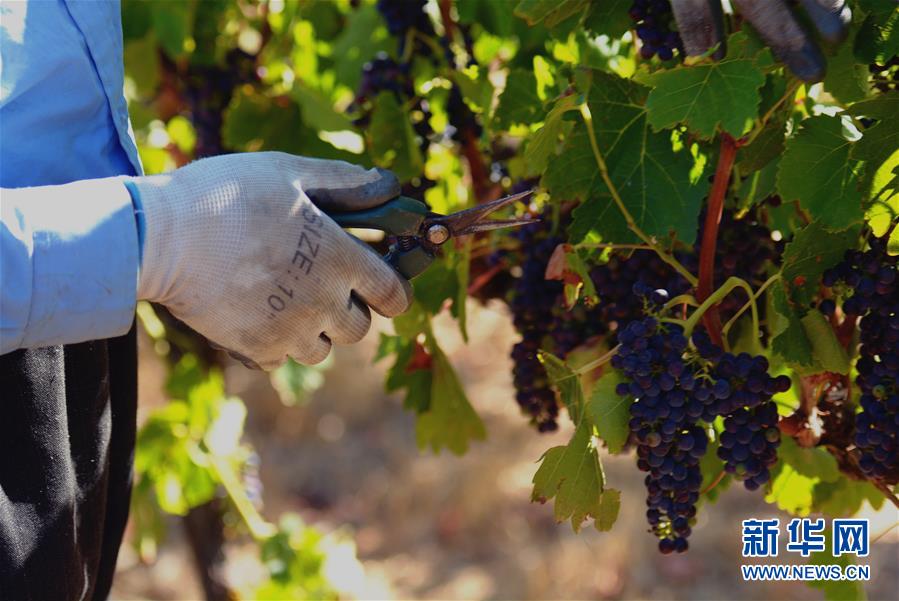 （第三屆進博會&middot;圖文互動）（2）專訪：進博會是了解中國市場的好機會&mdash;&mdash;訪澳大利亞諾瓦維塔葡萄酒集團創(chuàng)始人卡臣