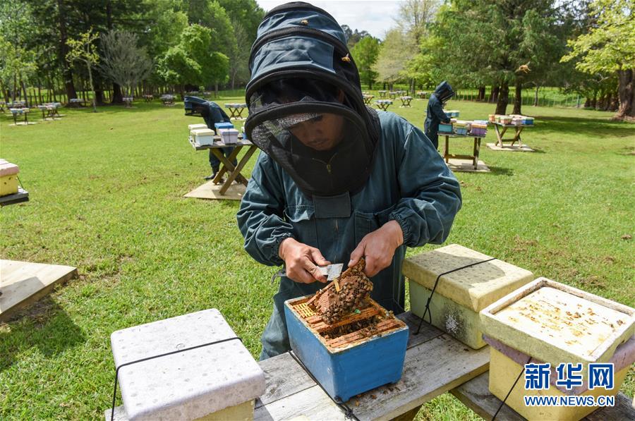 （第三屆進博會&middot;圖文互動）（7）通訊：新西蘭的進博會味道，甜