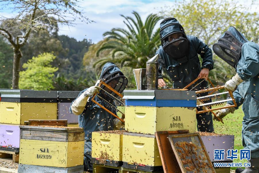 （第三屆進博會&middot;圖文互動）（8）通訊：新西蘭的進博會味道，甜
