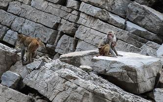 小三峽聞&ldquo;猿啼聲&rdquo;