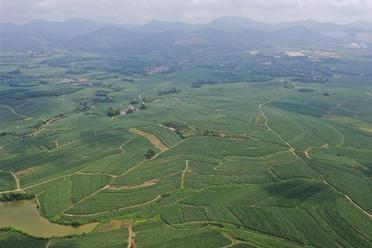 &ldquo;飛閱&rdquo;萬(wàn)畝&ldquo;蔗海&rdquo;