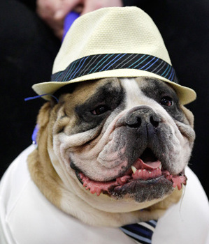 美國(guó)斗牛犬選美大賽