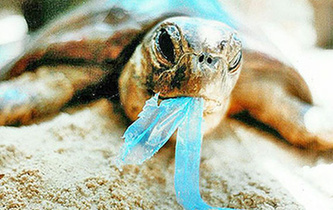 你隨手一扔，也許就毀掉它們的一生！