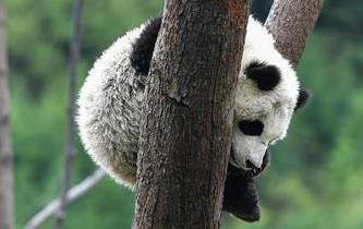 &ldquo;熊貓王國&rdquo;的震后重生